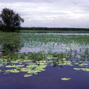 Cruise on Yellow Waters