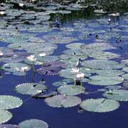 Water lilies