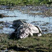 Saltwater Crocodile