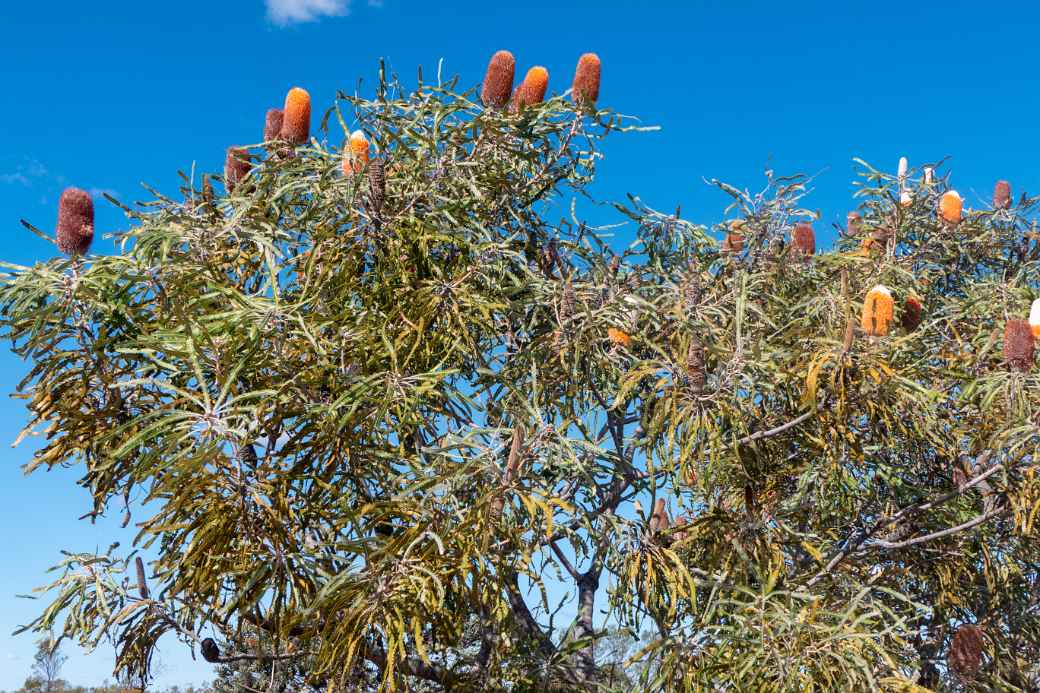 Banksia, Kalbarri National Park