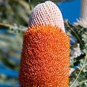 Banksia, Kalbarri National Park