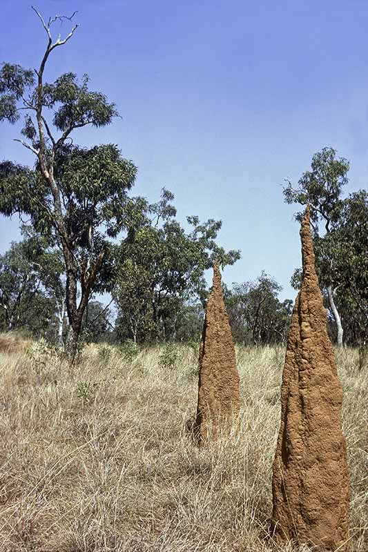 Magnetic termite mounds