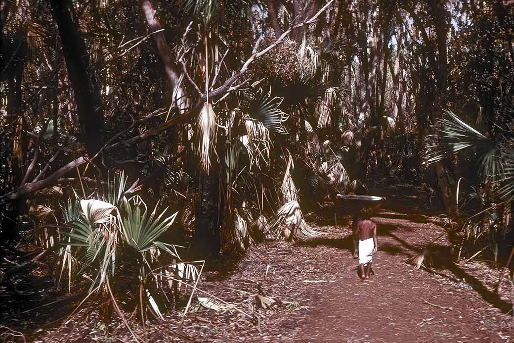 Path, Mataranka