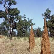 Magnetic termite mounds