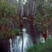 Roper River, Mataranka