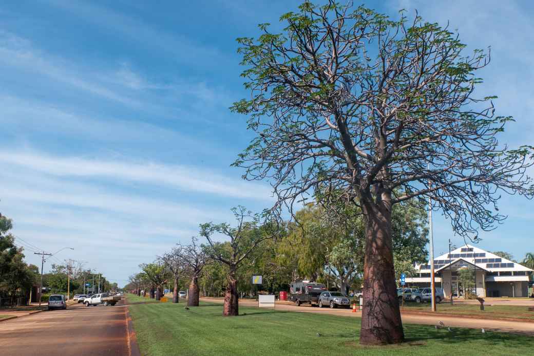 Boab trees, Derby