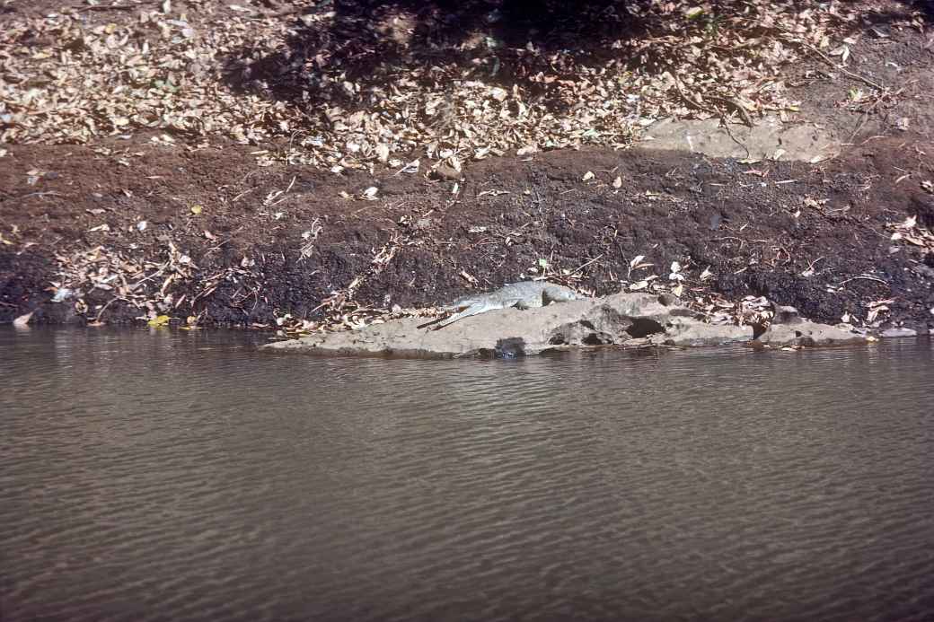 Freshwater crocodile, Windjana Gorge