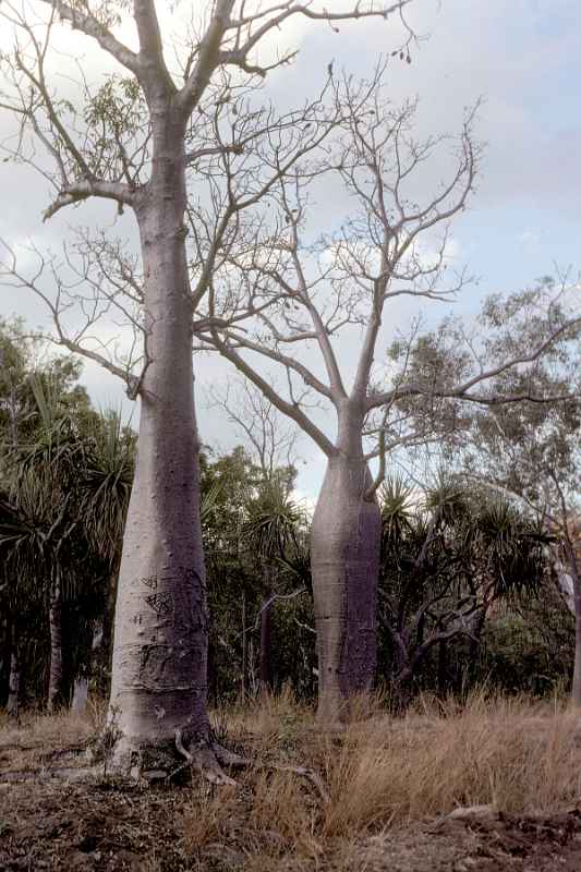 Boab trees