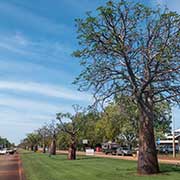 Boab trees, Derby