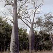 Boab trees