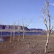 Trees at the spillway