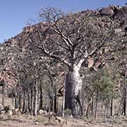 Boab or Baobab tree