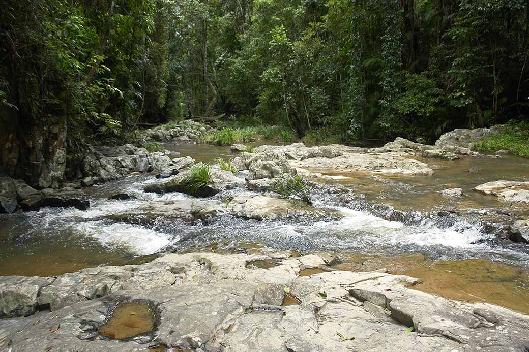 Rainforest in Kuranda