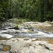 Rainforest in Kuranda