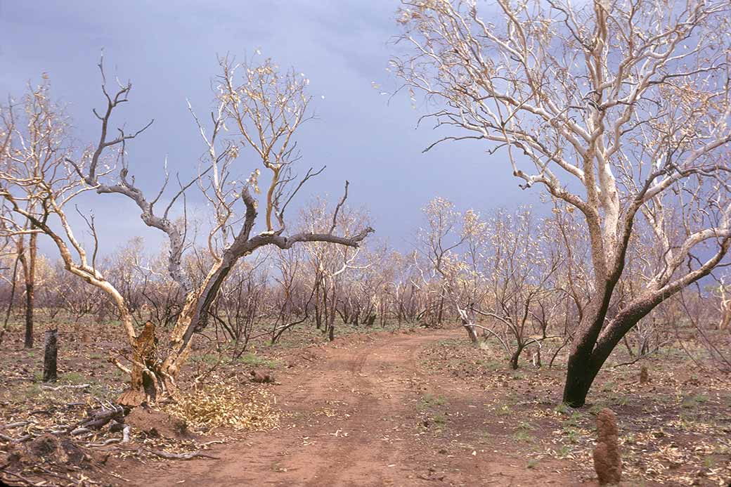 After a bushfire