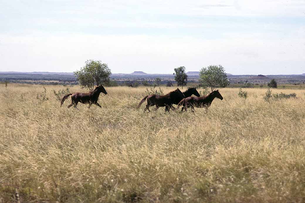 Brumbies at 28 Mile