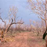 After a bushfire