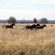 Brumbies at 28 Mile