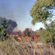 Bushfire at Walkarra