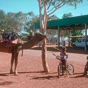 Camel in Lajamanu