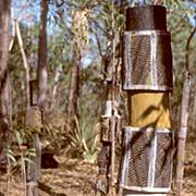 Pukumani poles at Paruwu