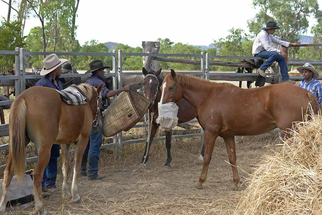 Preparing horses