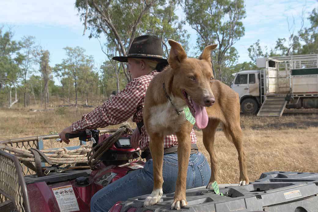 Dog on quad bike