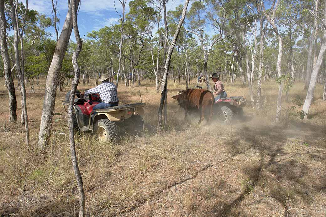 Catching stray bull