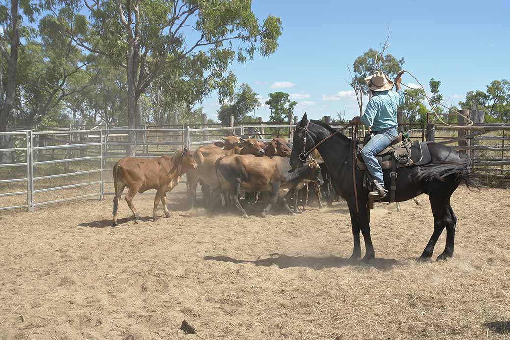 Rounding up cattle