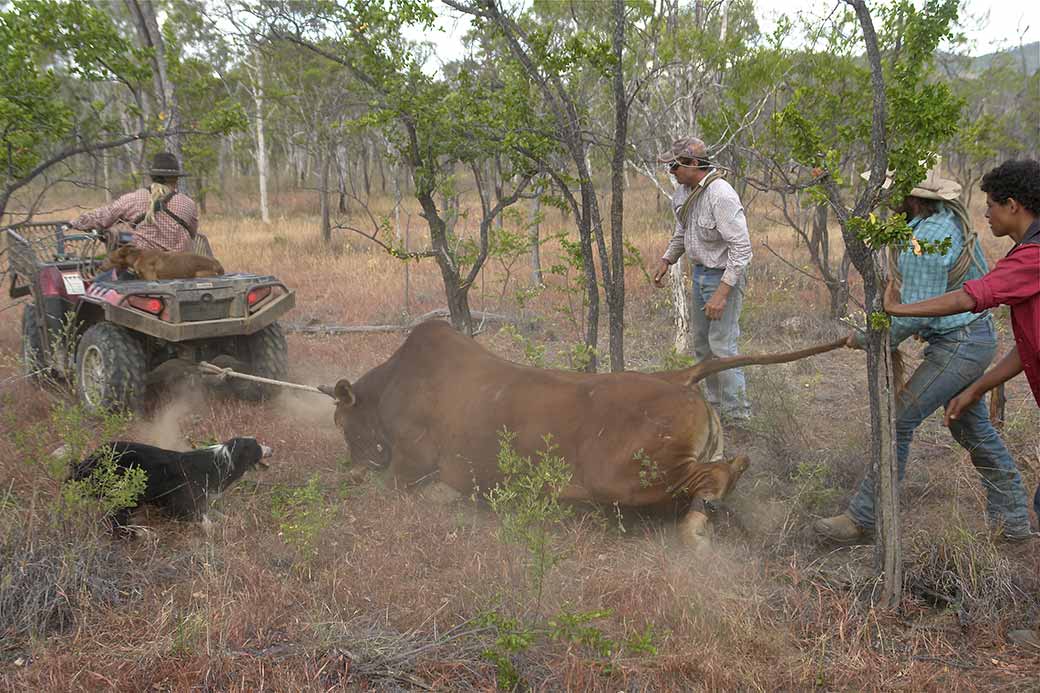 Catching a bull