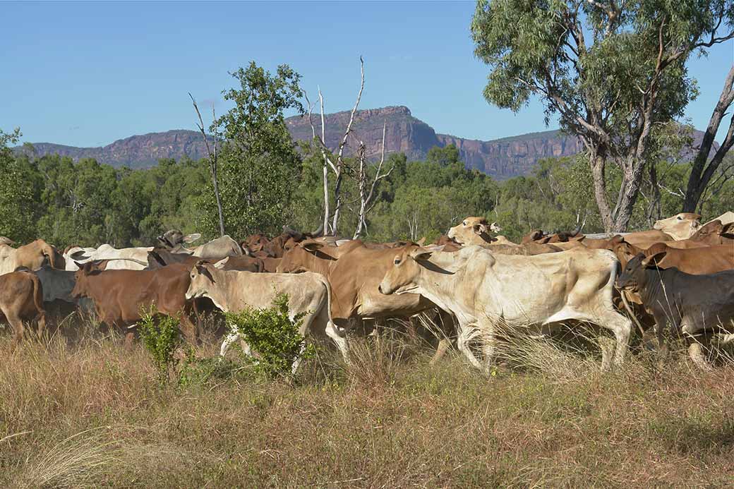 Cattle, Mount Mulligan