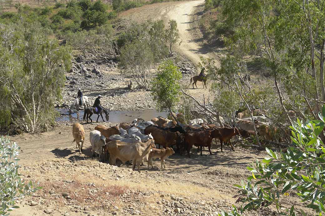 Cattle drive