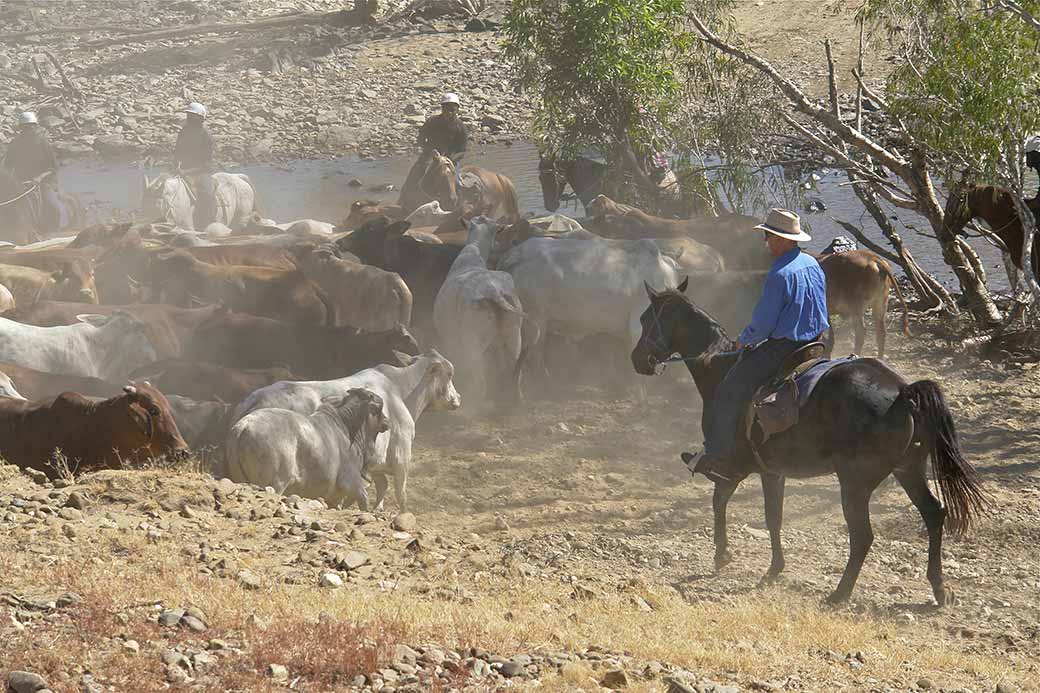 Droving cattle