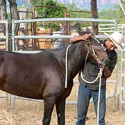 Stockmen and horses