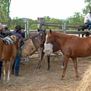 Preparing horses