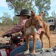 Dog on quad bike