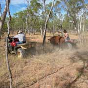 Catching stray bull