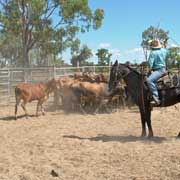 Rounding up cattle