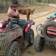 Stockworkers on quad bikes