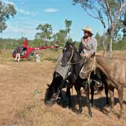 Horses and chopper