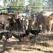 Cattle and dogs