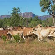 Cattle, Mount Mulligan