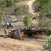 Cattle drive