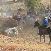 Droving cattle