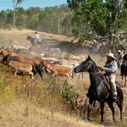 Stockmen on horseback