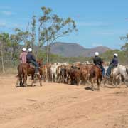 Trainee stockmen