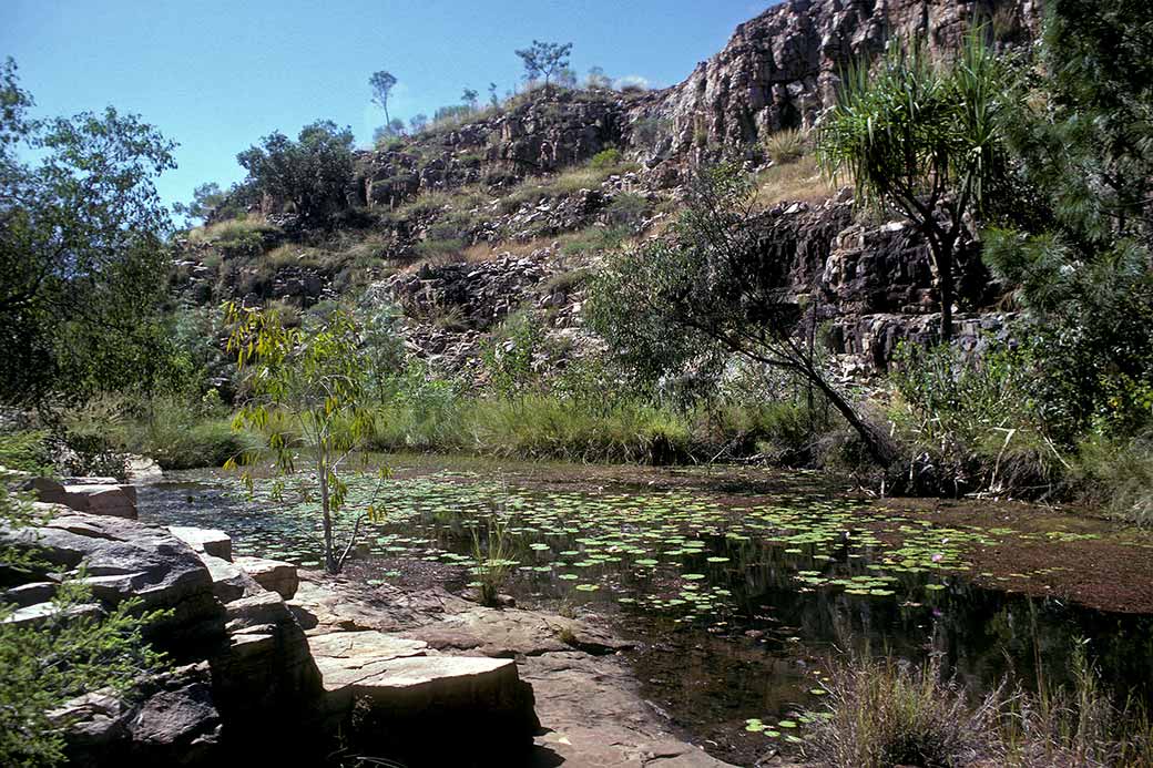 Lily Ponds