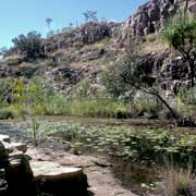 Lily Ponds