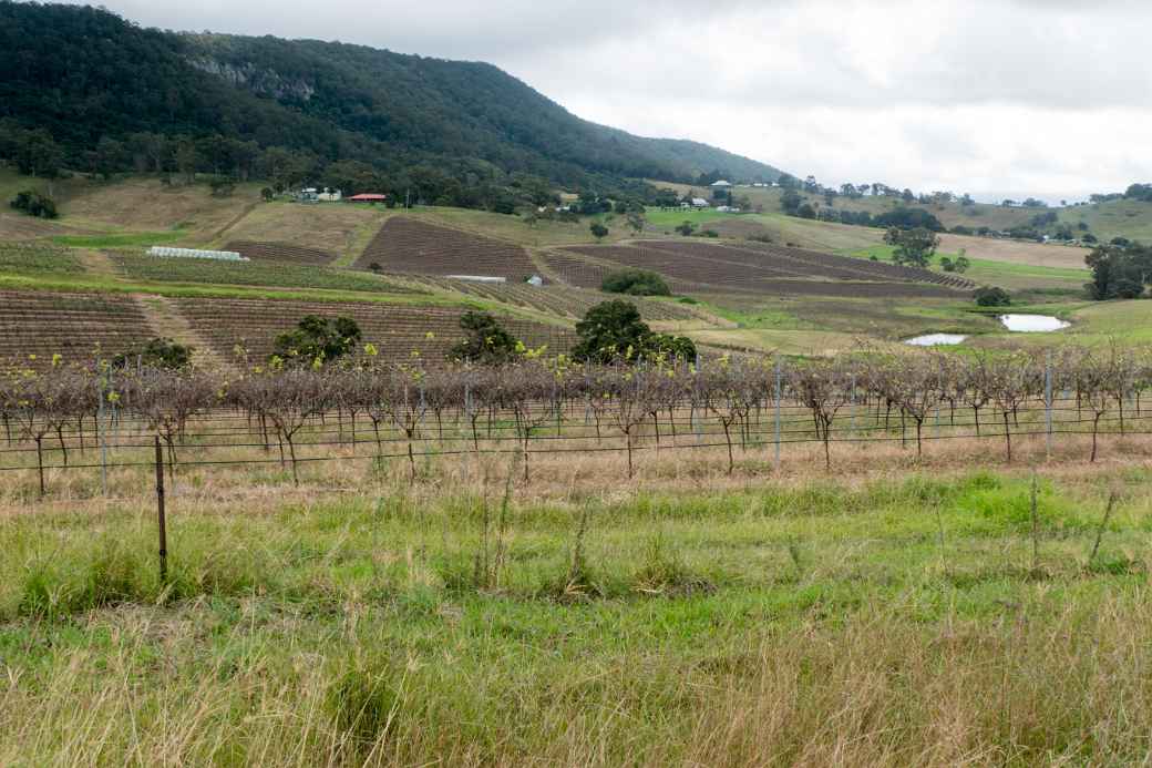 Vineyards, Mount View