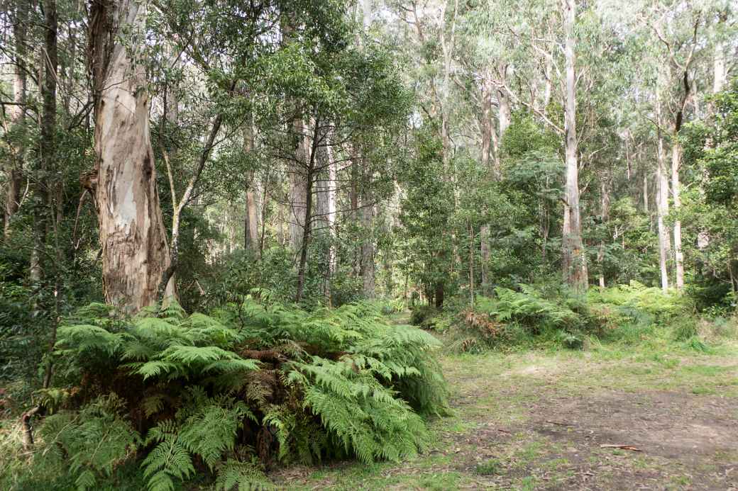 Cathedral of Ferns